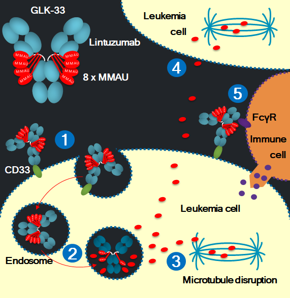 ADC Mechanism